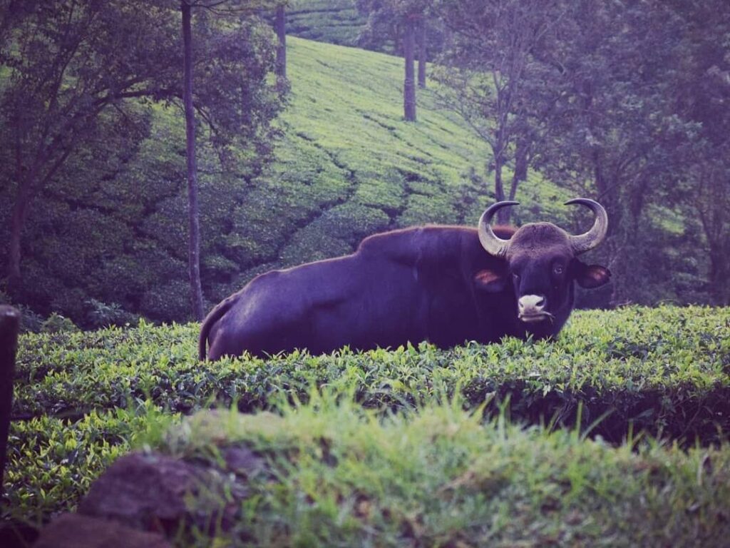 Ooty The Queen of Hill stations Geek of Adventure