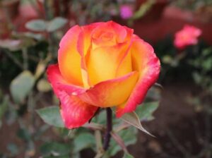 Ooty Rose Garden
