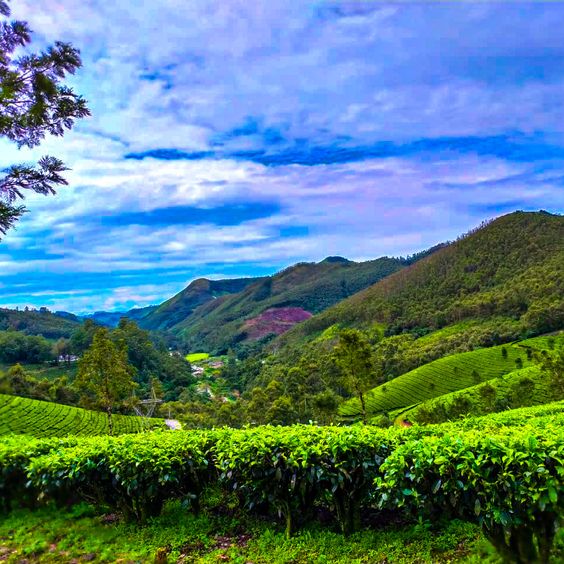 9 Famous Tourist Places in Munnar - Geek of Adventure