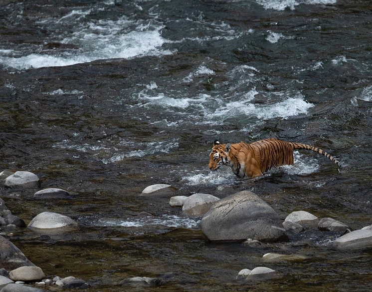 Jim Corbett National Park