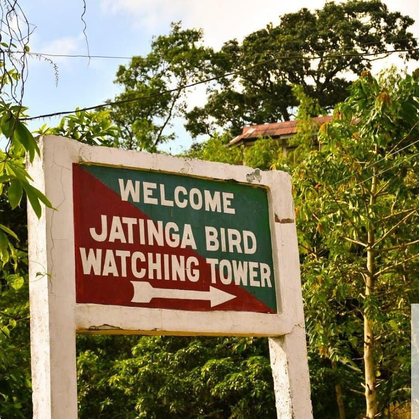 Jatinga Bird Observatory