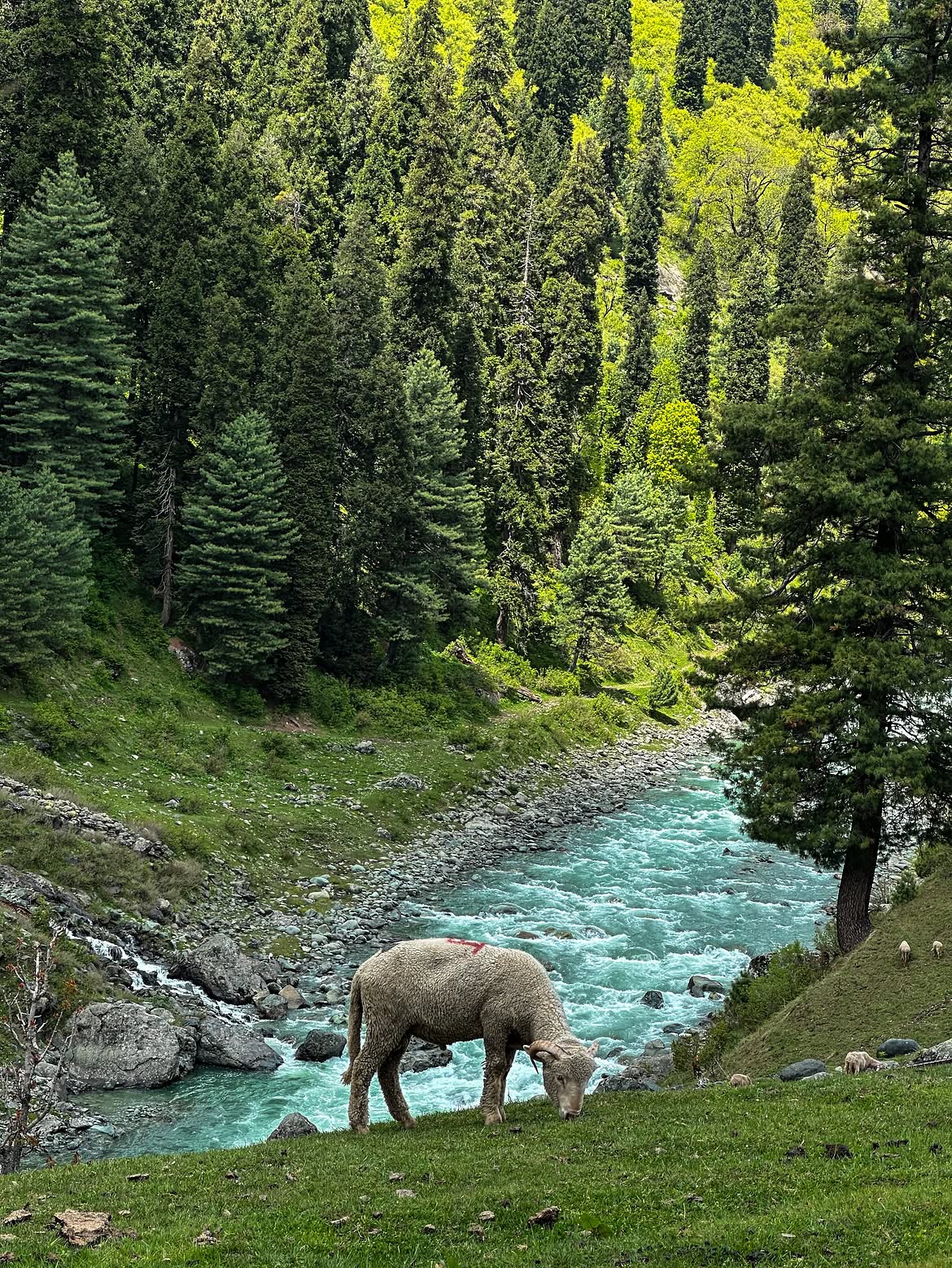 Gulmarg