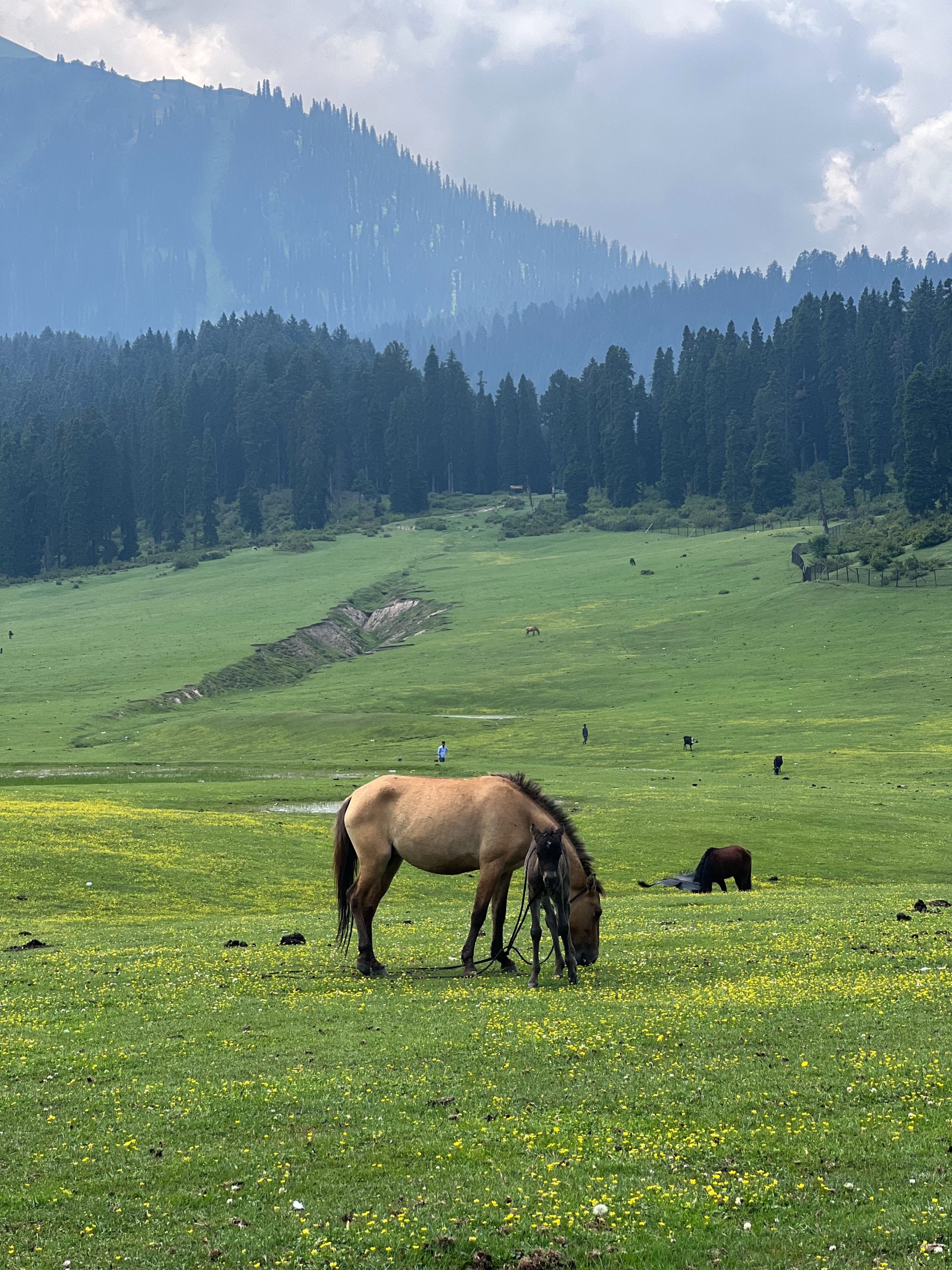 Gulmarg