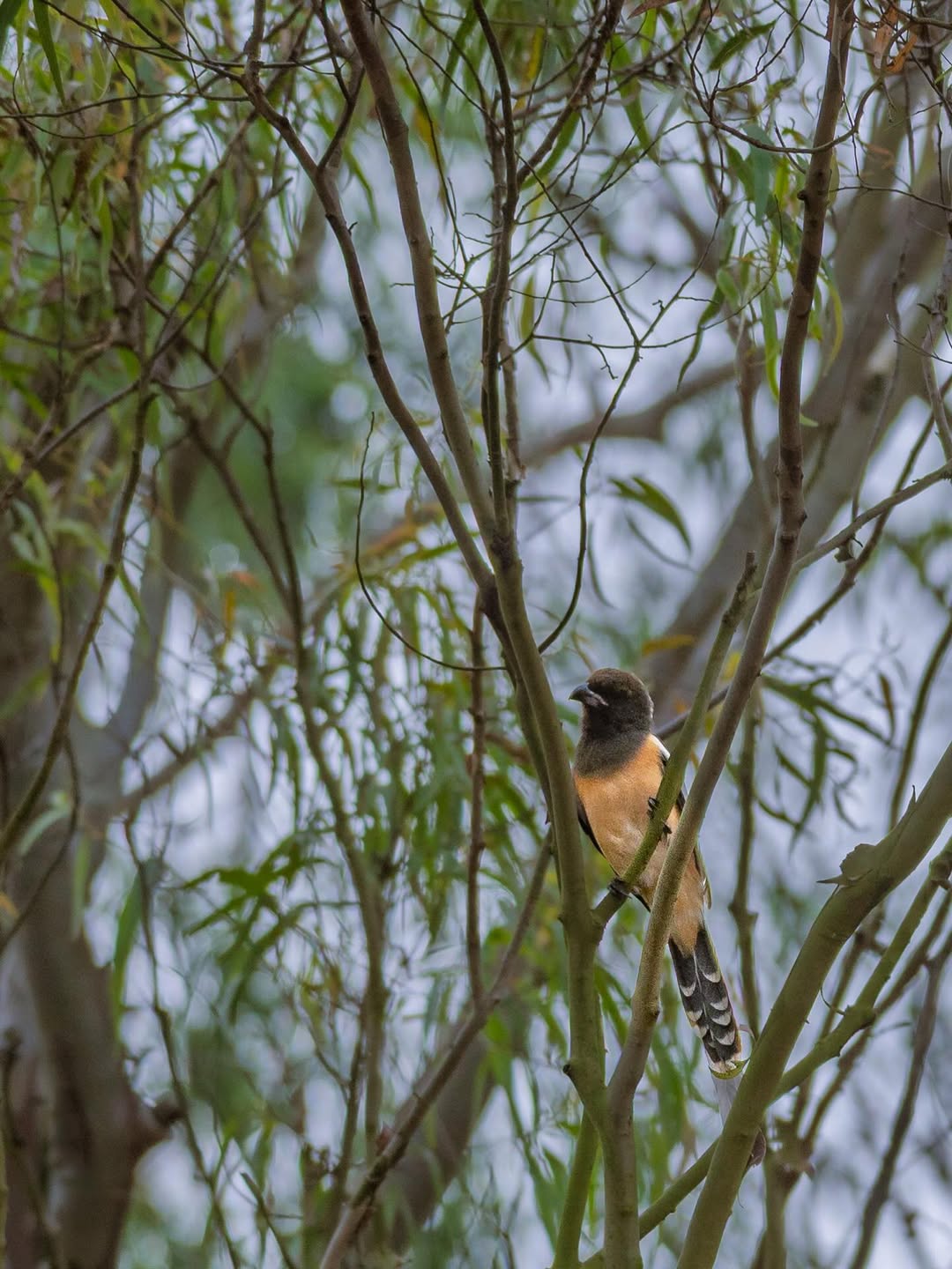 Koundinya Wildlife Sanctuary